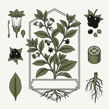 Engrave of Belladonna plant botanical illustration with leaves flowers roots and berries. EPS Editable. Vector Illustrations.
