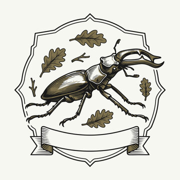 Engrave of Vintage Stag Beetle Illustration with Oak Leaves and Banner Label. EPS Editable. Vector Illustrations.