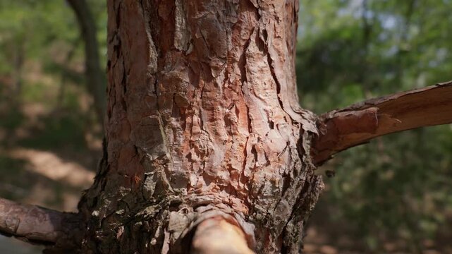 A close-up of textured pine tree bark reveals rough wooden patterns in warm sunlight. Softly blurred green foliage fills the background of the quiet, natural forest setting.