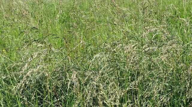 Lush green grass and wildflowers in a meadow swaying in the wind during summer daylight