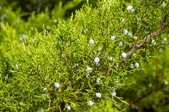 A closeup of a juniper branch covered with small whitish blue berries among dense green scale like foliage. The frosted fruit and rich texture create a fresh natural evergreen background.
