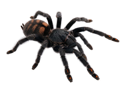 Vibrant Venezuelan Suntiger Tarantula with Distinctive Orange Stripes