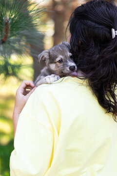 Woman holding cute small grey puppy on her shoulder in nature.