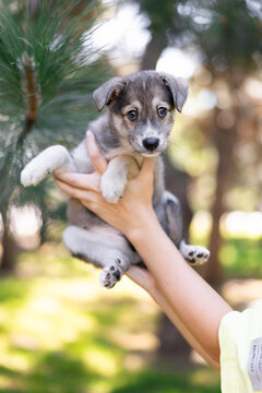 Human hands holding cute small grey puppy outdoors