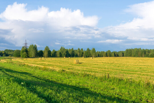 Hay bales on the field after harvest. Agricultural landscape in summer