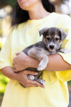 Woman Holding Cute Small Grey Puppy In Arms Outdoors
