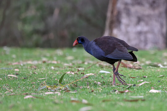 Australasian Swamphen (Porphyrio melanotus) or purple swamphen walking on green grass. Birdwatching, birding, and ornithology at Yanchep National Park, Western Australia