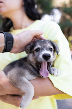 Person Stroking Cute Yawning Puppy In Arms Outdoors