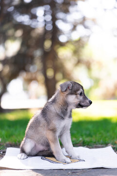 Small Grey Puppy Sitting On Towel Outdoors