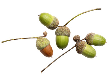 Green and Brown Oak Tree Acorns with Stems © Ahsan