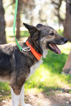 Happy Dog Standing On Leash Outdoors Profile View