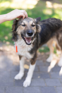 Woman Hand Stroking Head Of Happy Dog Outdoors