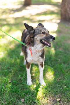 Happy Dog On Green Leash Walking Outdoors In Park