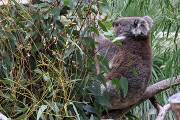 Koala (Phascolarctos cinereus), or koala bear, eating fresh eucalyptus leaves, showcasing this iconic arboreal, herbivorous marsupial native to Australia in its natural environment © BJP7images
