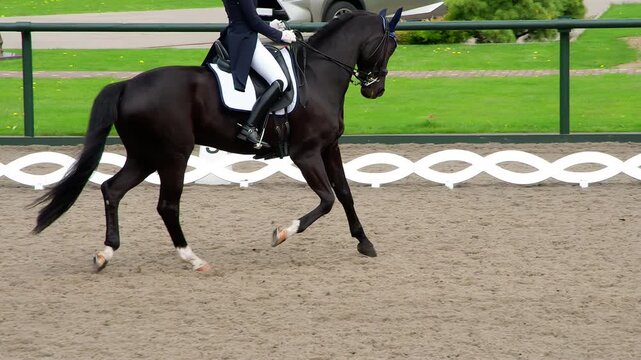 Graceful Black Horse Gallops. A rider in a traditional costume gracefully rides a pedigreed horse. Slow Motion
