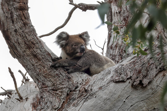 Native koala (Phascolarctos cinereus), or koala bear, resting comfortably on large gumtree branch. Iconic arboreal, herbivorous marsupial in its natural Australia habitat