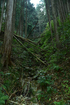 倒木　土砂崩れ跡　イメージ　