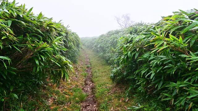 伊豆半島の伊豆山稜線歩道　古稀山　濃霧と強風の縦走路
