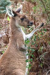 Wild kangaroo feeding on fresh leaves. Native Western Grey Kangaroo, Macropus fuliginosus, pulling down branches in a lush National Park sanctuary, Western Australia © BJP7images