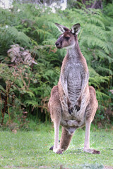 Alert male kangaroo standing tall on grass. Watching for danger. Wild Western Grey Kangaroo, Macropus fuliginosus, in pristine National Park habitat, Western Australia © BJP7images