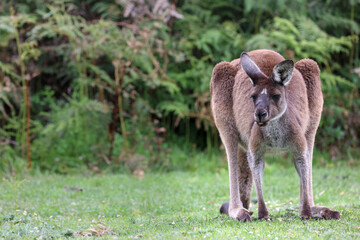 Alert male kangaroo in a green meadow. Copy space. Wild Western Grey Kangaroo, Macropus fuliginosus, in aNational Park, Western Australia © BJP7images