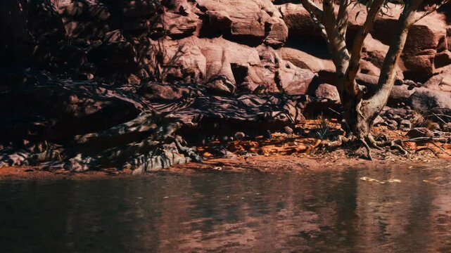 A clear view of a riverbank with rocks and trees along the water. The surface of the water reflects the surrounding landscape. It is a sunny day, and the sun casts shadows on the rocks.