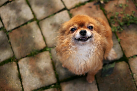 Overhead view of a cute Chihuahua dog sitting on paving stones in a garden looking up and smiling
