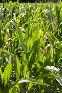 Corn plants rise in rows under the sun in a rural field. The bright green leaves stretch towards the blue sky. It is summer and the corn is growing well