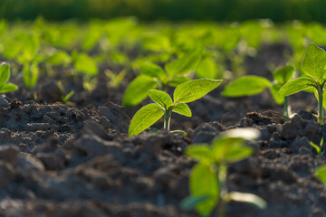 Small green plants rise from the earth in a farm field. The sun shines bright, providing light for the new life. This scene shows growth and renewal in the spring season © Роман Булатов