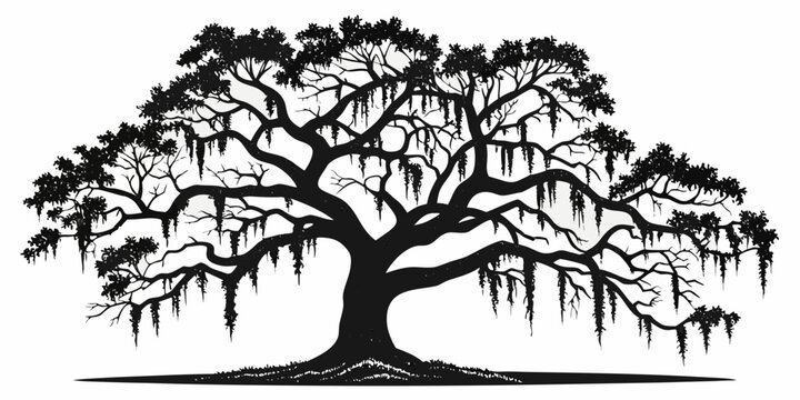 Large spreading live oak tree silhouette with sprawling branches and hanging moss