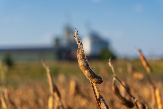 Soybean plants stand tall in a farm field. The plants show signs of ripeness. A storage building is visible in the background. The sun is shining in the clear sky