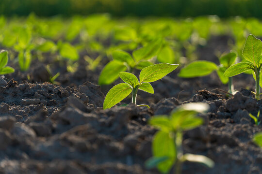 Small green plants rise from the earth in a farm field. The sun shines bright, providing light for the new life. This scene shows growth and renewal in the spring season