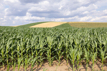 Corn plants stand tall in a field on a summer day. The landscape features rolling hills with patches of different colors. Clouds drift across the sky above the crops © Роман Булатов