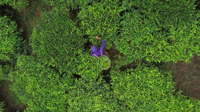 Aerial view of a tea picker working in the lush green tea gardens of Bandung, West Java, Indonesia.