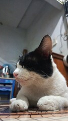 cat tuxedo white black © Herdiana