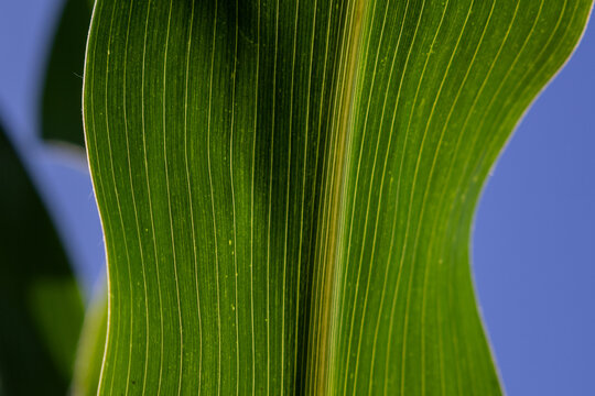 A green corn leaf is shown up close with clear lines and textures. The background is a blue sky and the scene is in a corn field during the day