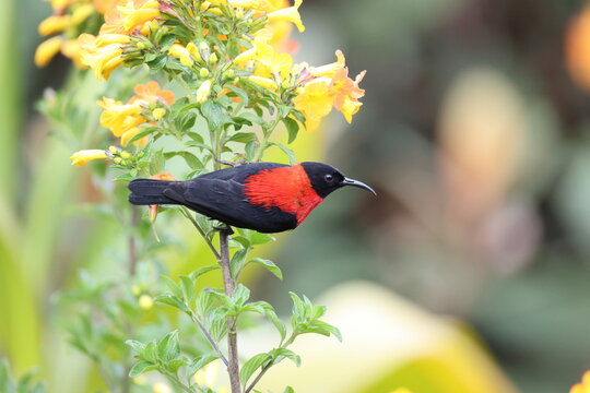 The red-collared myzomela (Myzomela rosenbergii) is a species of bird in the family Meliphagidae. It is found in New Guinea. 
