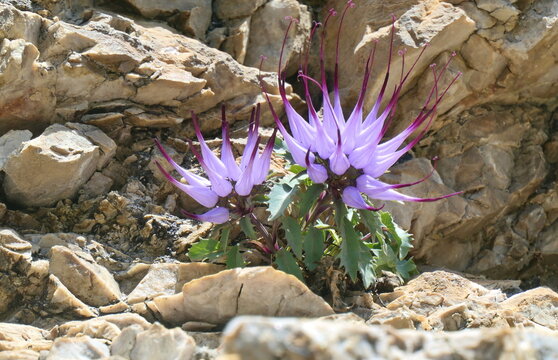 Schopfteufelskralle (Physoplexis  comosa)