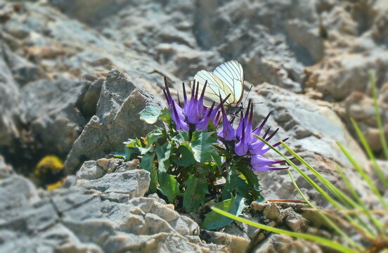 Baum-Wei&szlig;ling (Aporia crataegi) auf Schopfzeufelskralle (Physoplexis comosa)