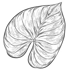 Philodendron Tropical Leaf Illustration Set - Detailed, Flat, Line Art, and Silhouette Styles - Isolated on White Background © R14N