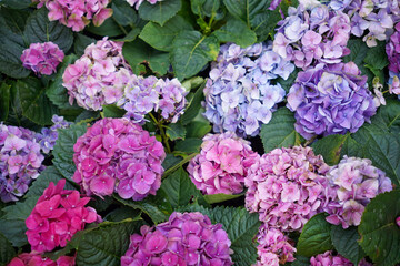 Fototapeta premium Beautiful blooming pink, purple, and blue hydrangea flowers with green leaves in the garden