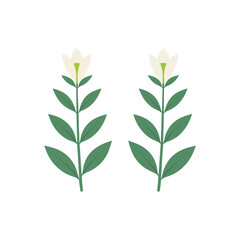 Fototapeta premium Two simple white flowers with green leaves and stems illustrated in a clean flat style for botanical design elements and nature themed graphic projects isolated on transparent background, Vector