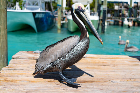 Single pelican bird. Migration of migratory birds. Pelican at pier. Fauna and nature. Pelican during migration. Bird relax under the sun. Pelican is the largest birds in North America