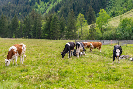 Cow at meadow. Cow herd grazing at farming pasture in green field. Graze in pasture. Cow in countryside. Domestic animal graze on summer farm. Rural landscape with cattle. Cows in mountain field