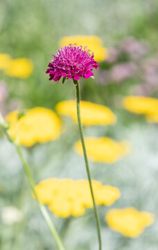 Macro of flowering Macedonian scabious plant. Purple exotic scabious flower. Natural flower plant. Flora nature. Blooming flower in nature. Scabious flower. Flowering nature closeup. Spring flowers