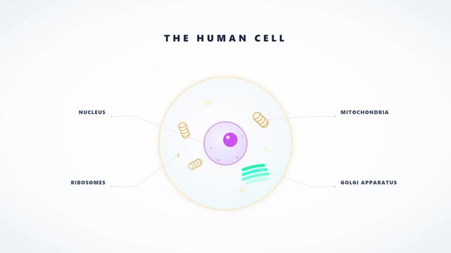 Human cell structure animation