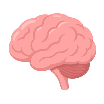 human brain vector illustration