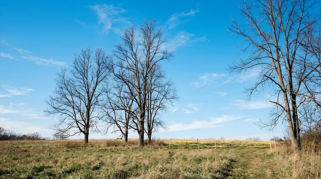 Bare Trees Reaching Toward a Vibrant Azure Sky Across an Open Meadow Tall barren trees extending branches upward against a bright blue sky with expansive grassy terrain and yellow safety tape marking