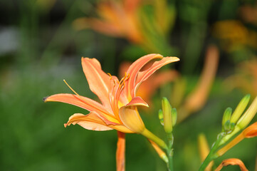 Gelbroten Taglilie (Hemerocallis fulva) © JS