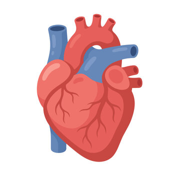human heart vector illustration